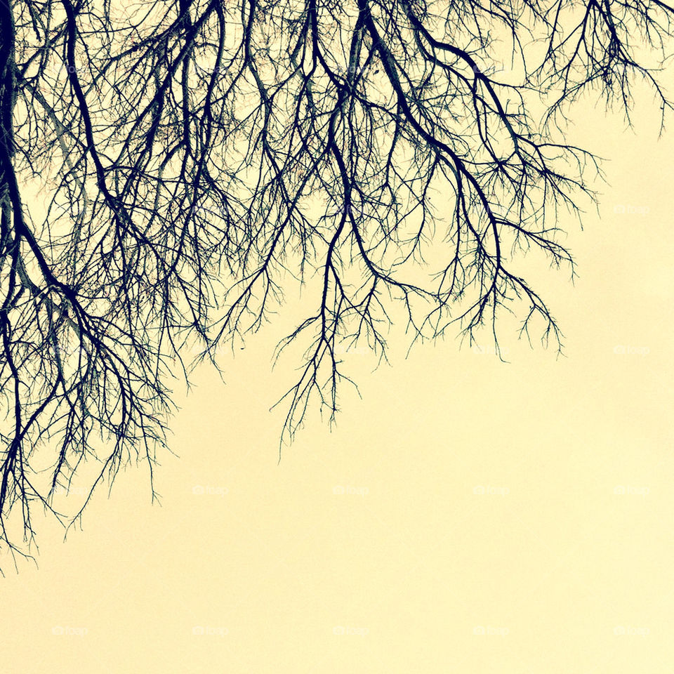 winter sky tree barren by mjcordova