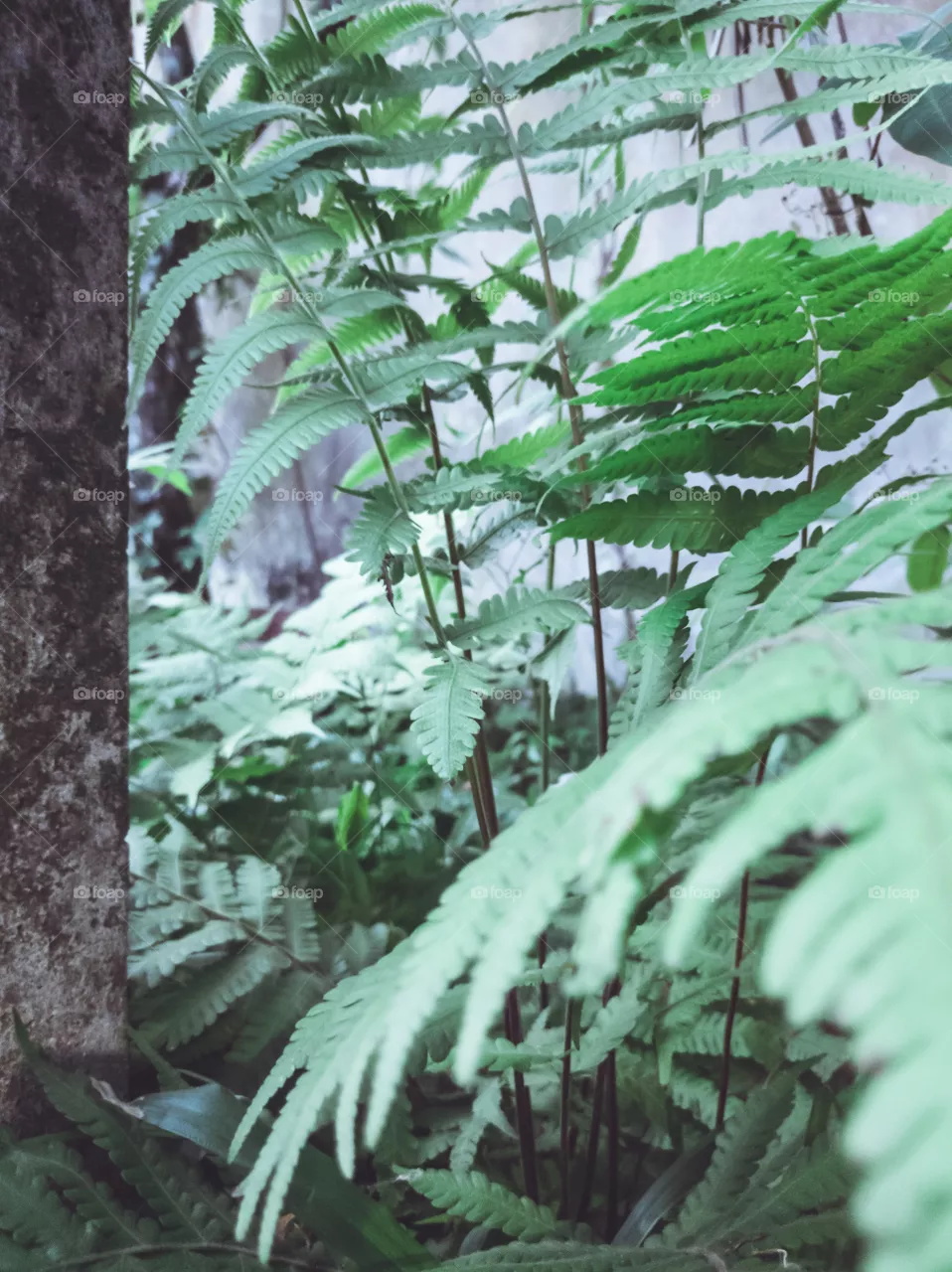 35mm leaves