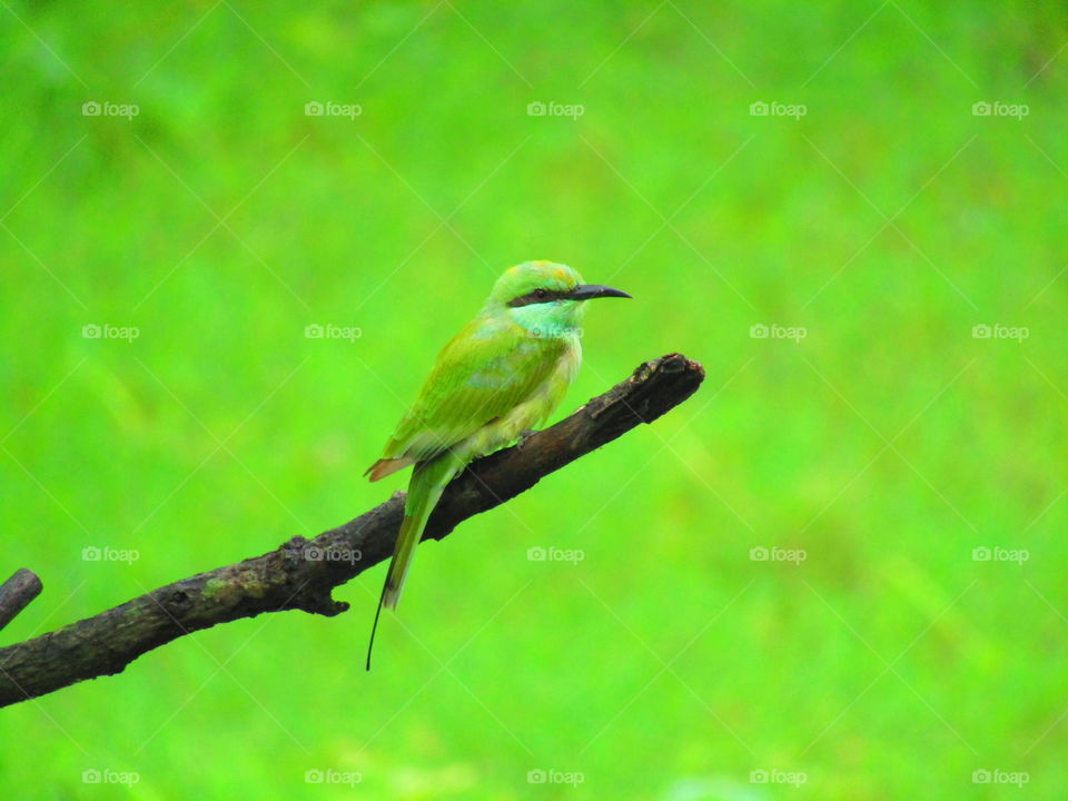 The green bee-eater (Merops orientalis) (sometimes little green bee-eater) is a near passerine bird in the bee-eater family.