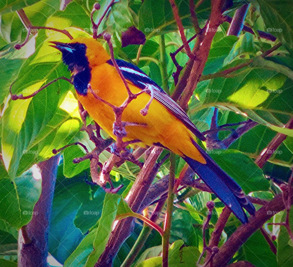 Baltimore Orioles