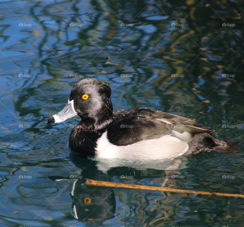 Ring-necked Duck in the Lake