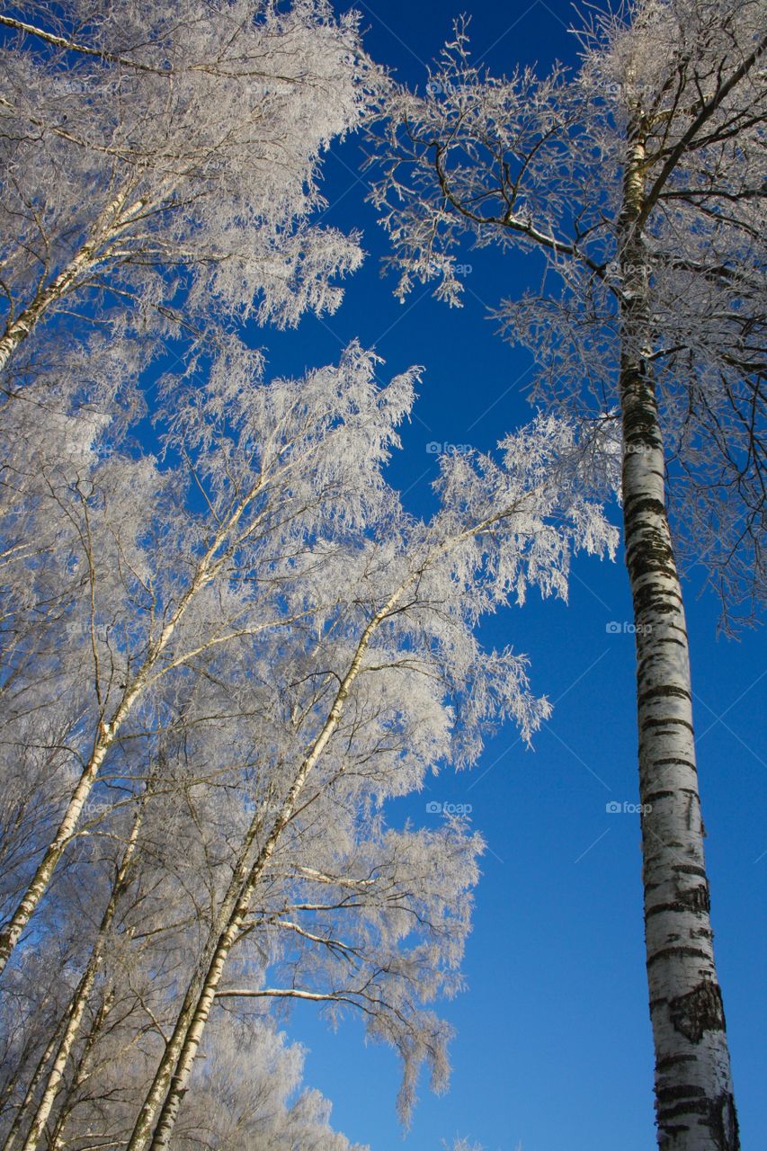 Winter magical forrest