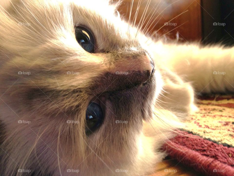 Close-up of ragdoll cat
