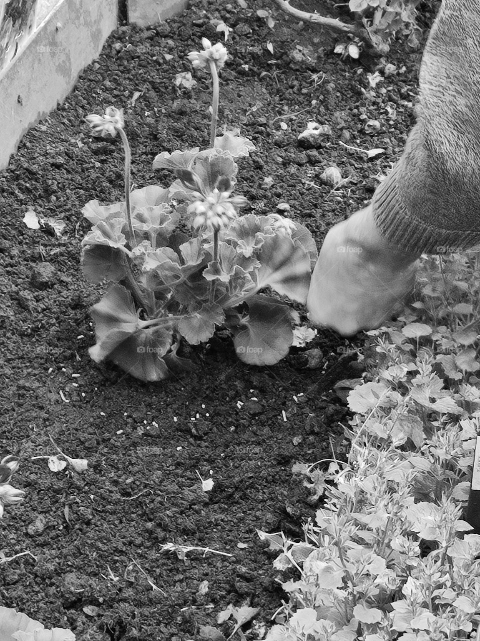 Transplanting flowers