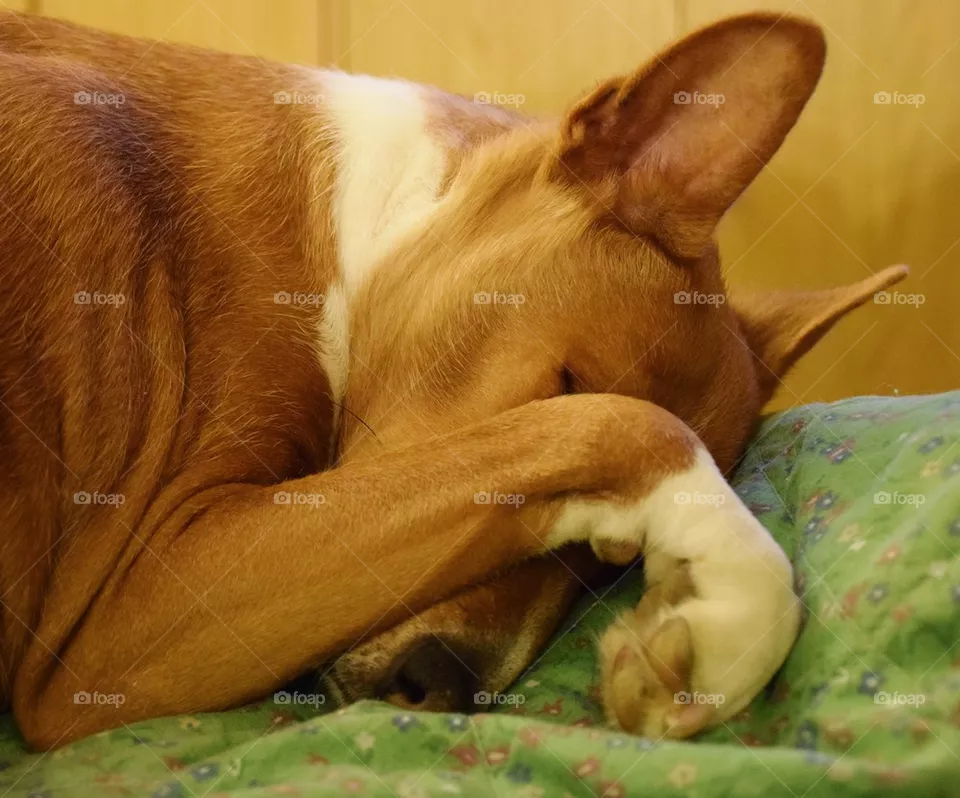 Naptime