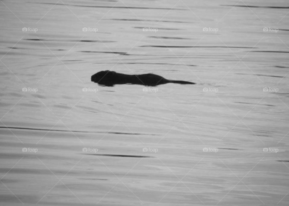 An otter enjoying a swim 