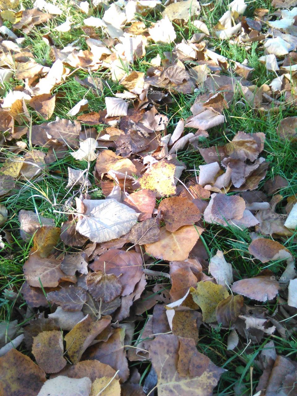 leaves on the grass