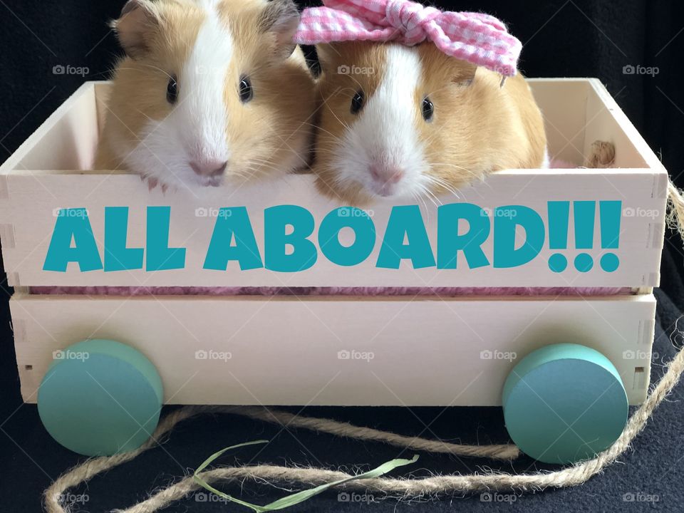 All aboard