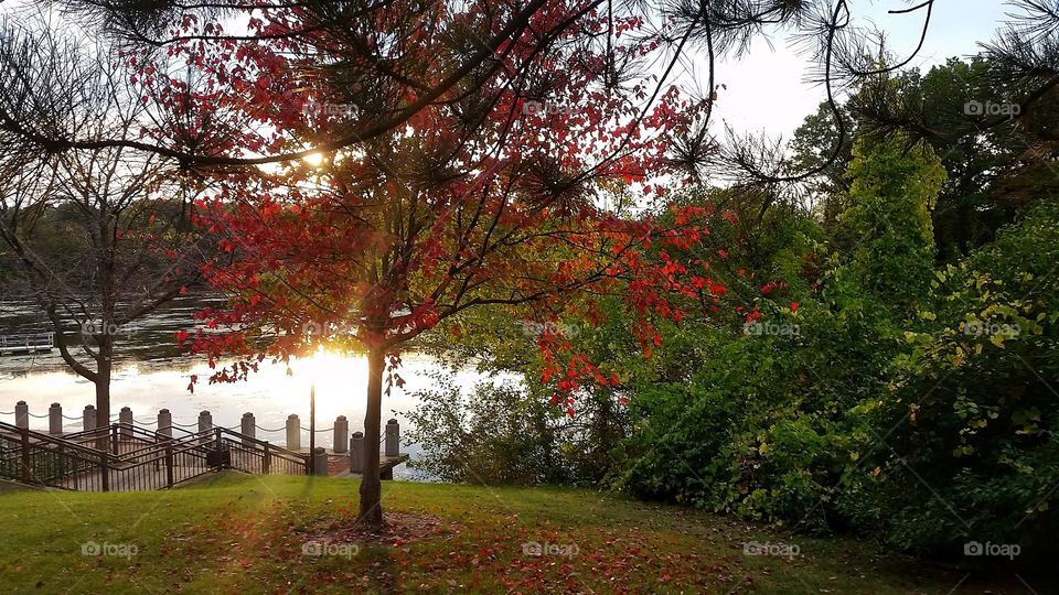 Sunset off lake, through trees