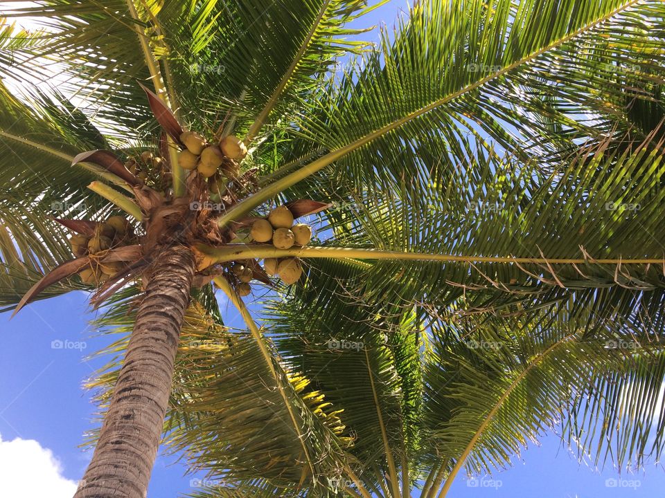 Coconut trees in Cancun, Mexico