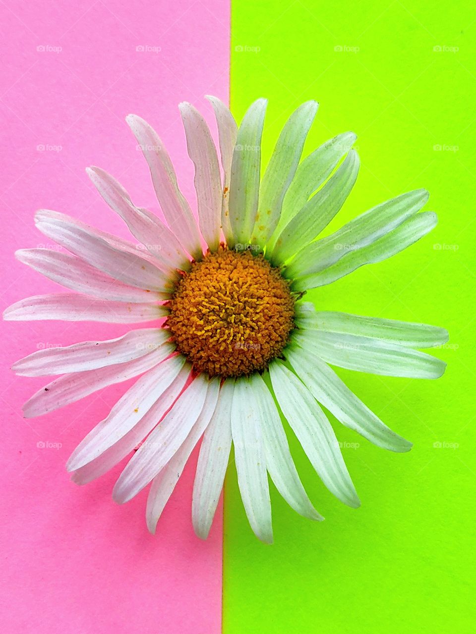 Chamomile on pink and light green backgrounds.  Color contrast