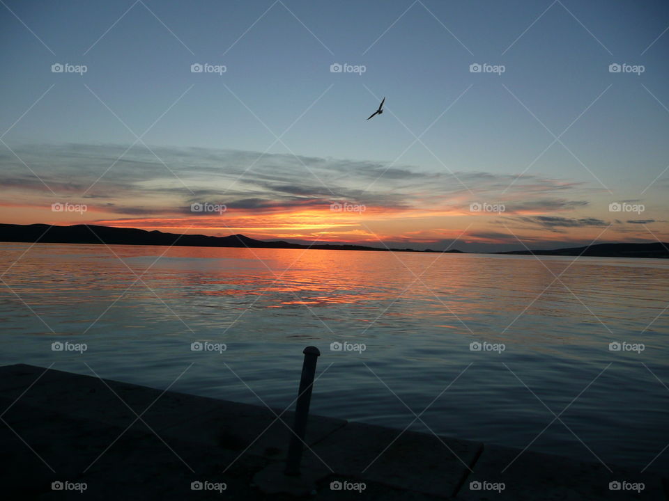 Bird flying  over sea at sunset