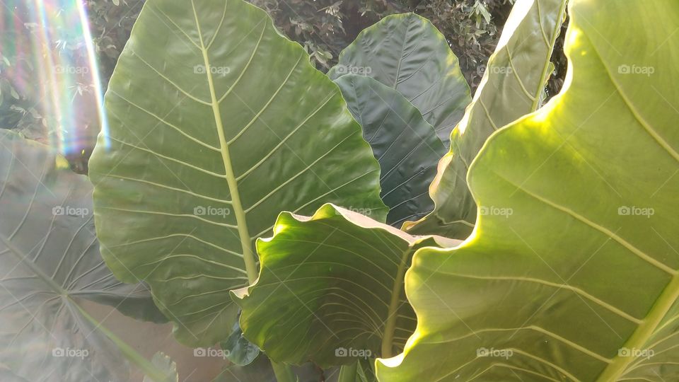 Grandes folhas de plantas empoeiradas.