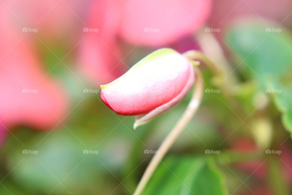 Pink Flower Bud