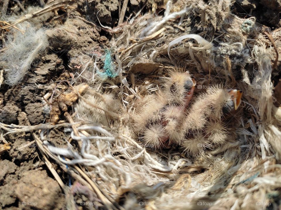 Ashy-crowned Sparrow Lark fledglings are resting