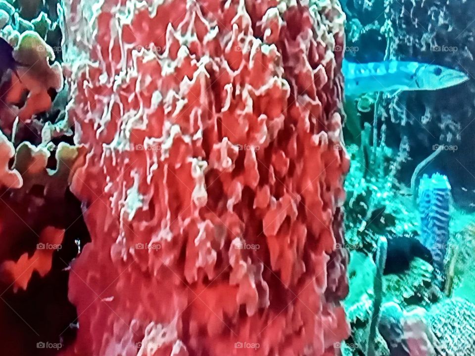 coralreef photography