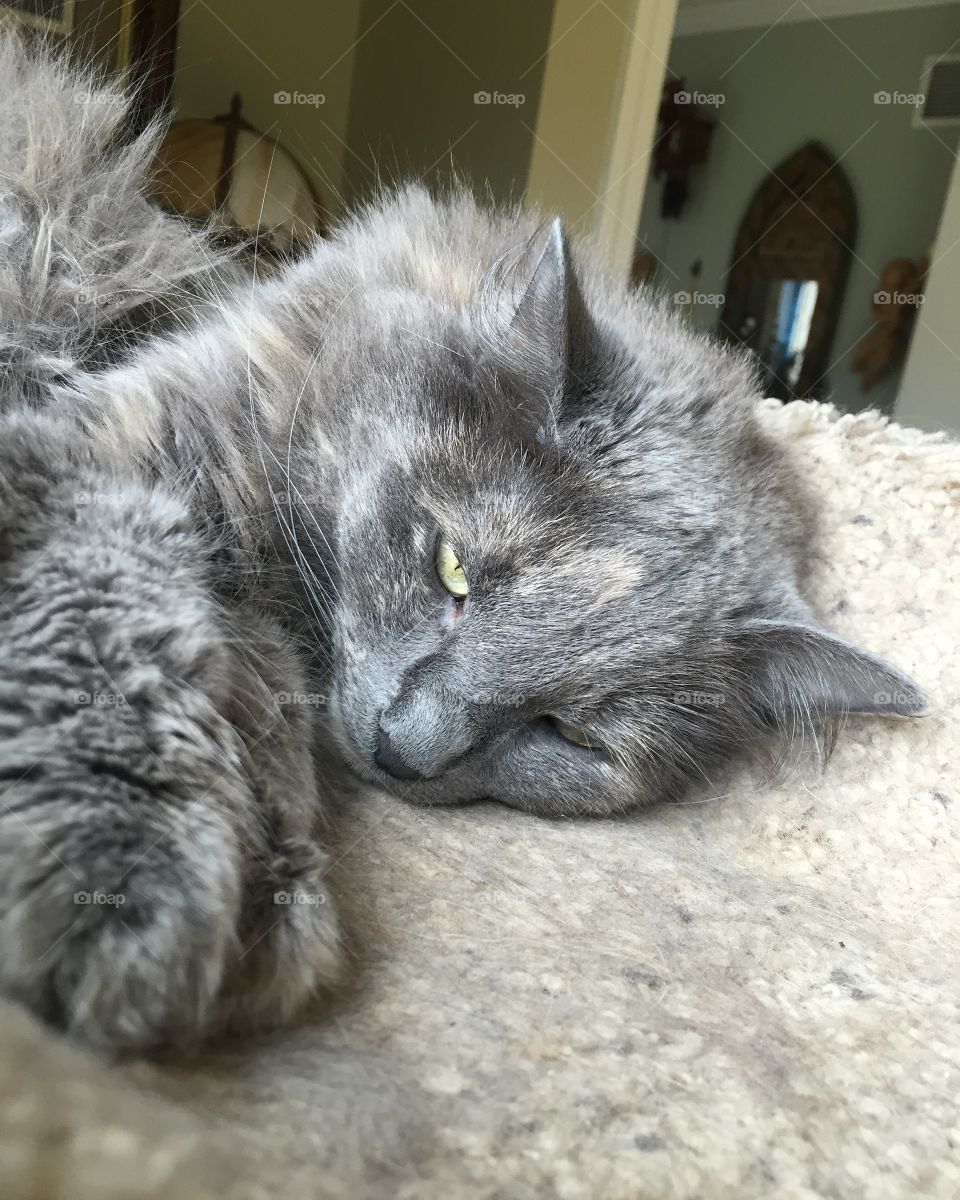 Animal, Cat, Fur, Cute, Domestic