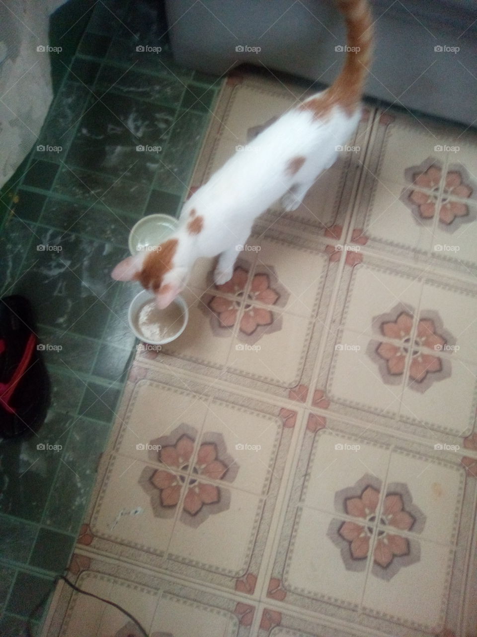 you know that many people love to have pets and we all know that have a wonderful pet.