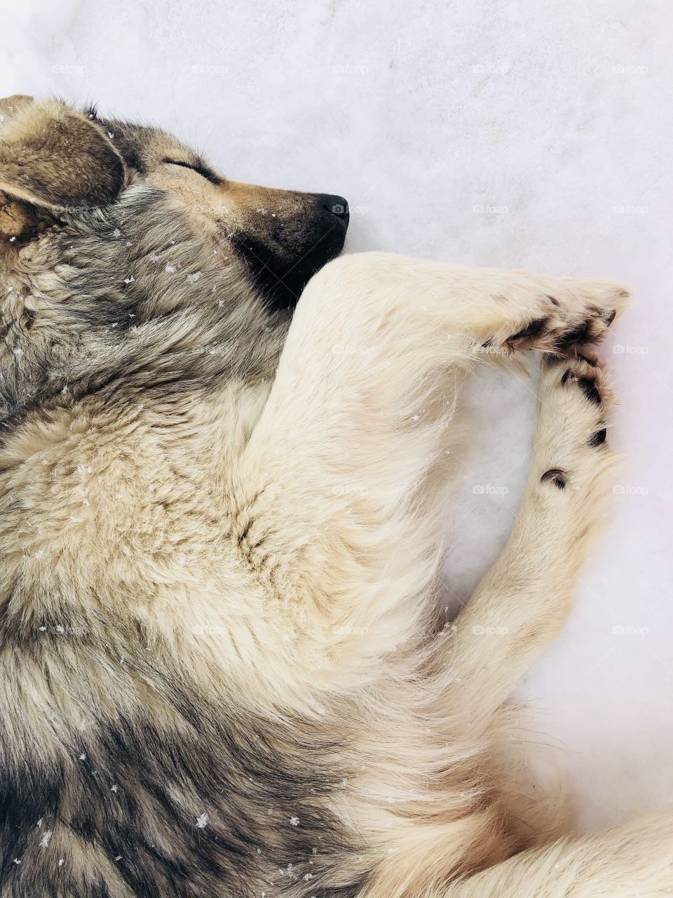 Dog sleeping on the snow