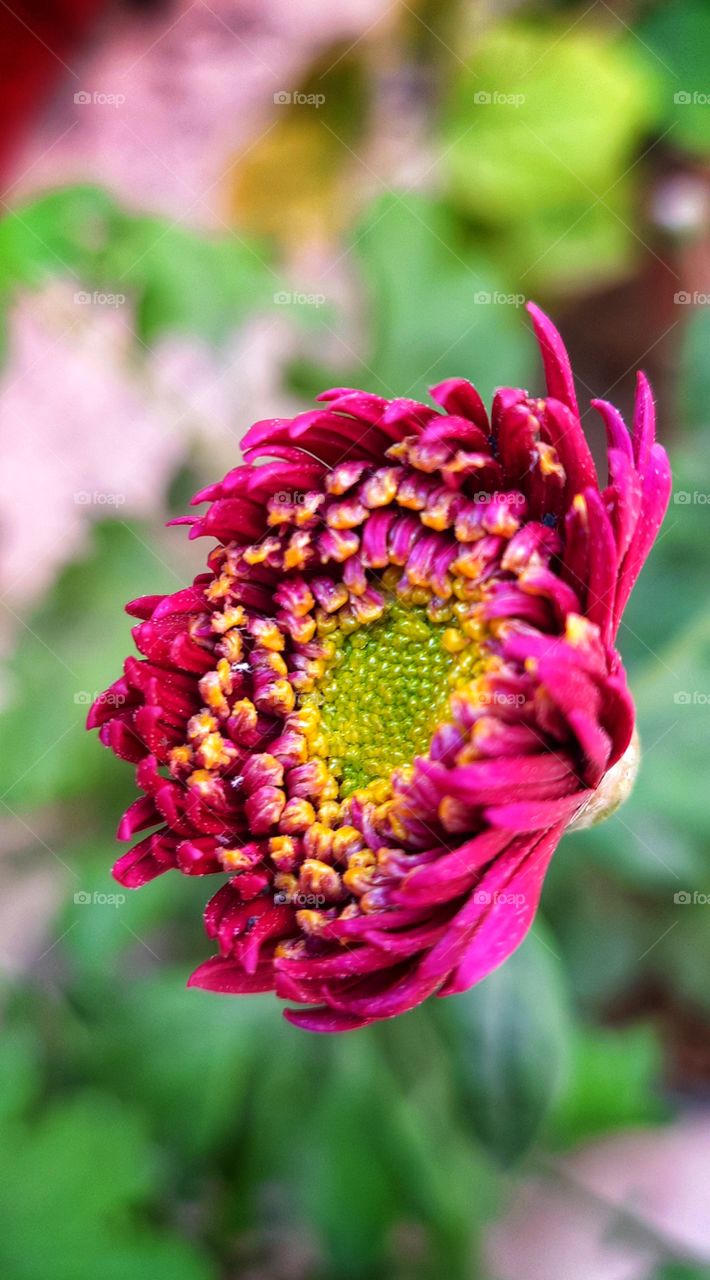 This micro photo was captured in Samsung Galaxy phone I captured a beautiful magenta blooming flower with focus