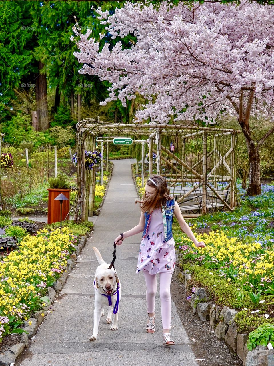 Dog walk in a springtime garden of blossoms and blooms