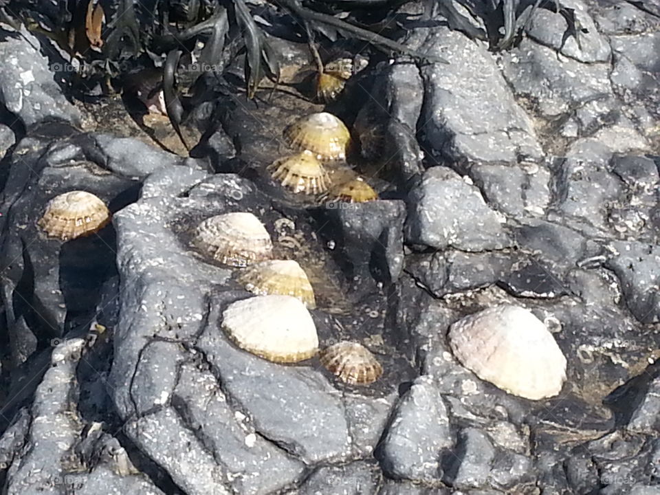 Limpets. Limpets on a rock on my local beach in South Wales UK