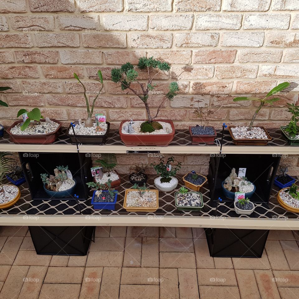 bonsai collection