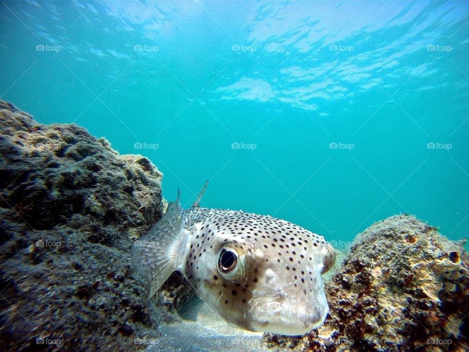 Curious Puffer