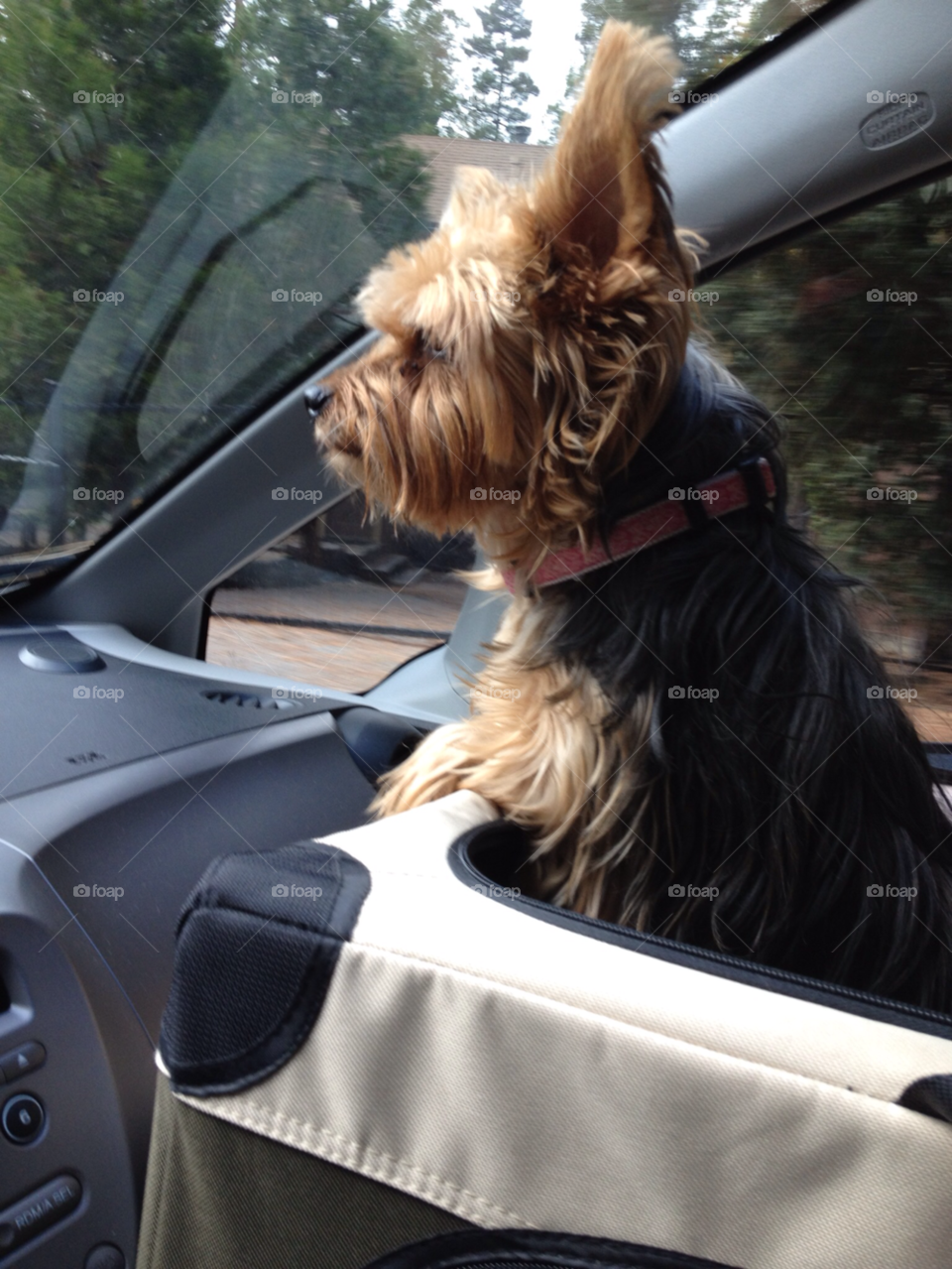 happy car dog puppy by stevehardley7