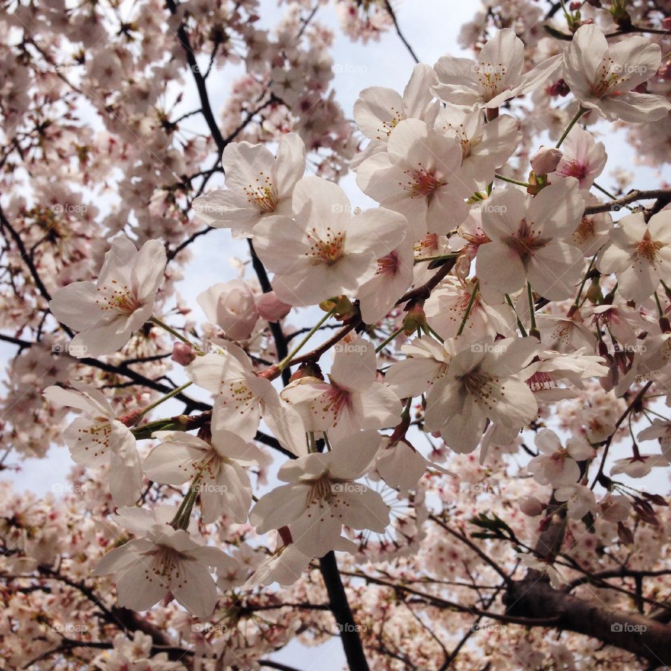 Full frame of cherry blossom