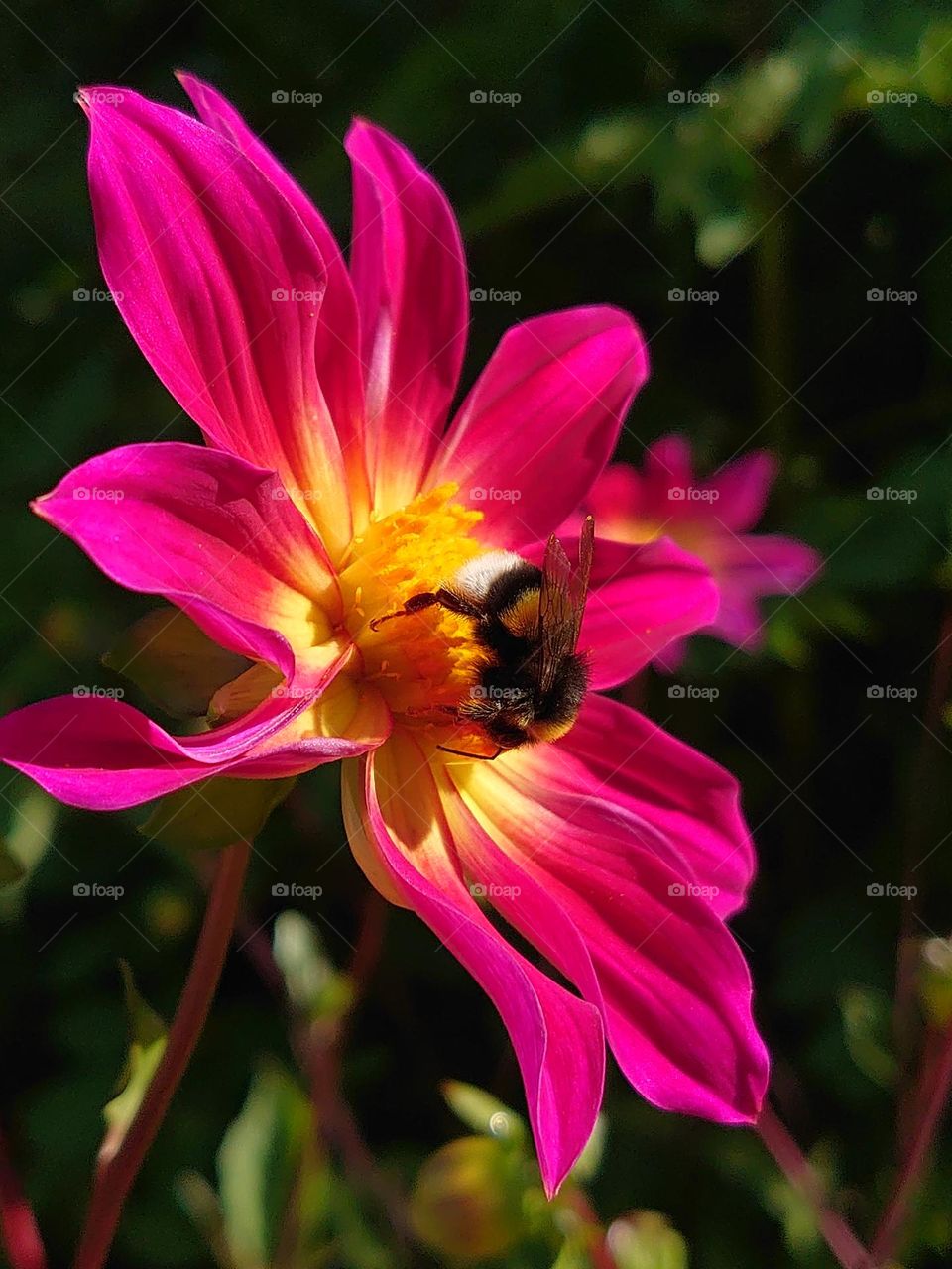 Bumblebee in the pink flower