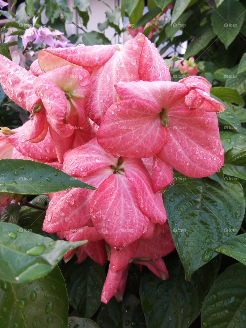 Nature, Flora, Garden, Leaf, Flower