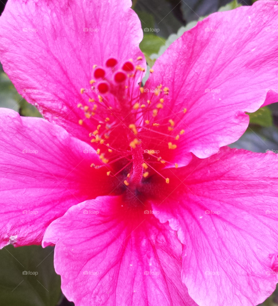 Pink Hibiscus