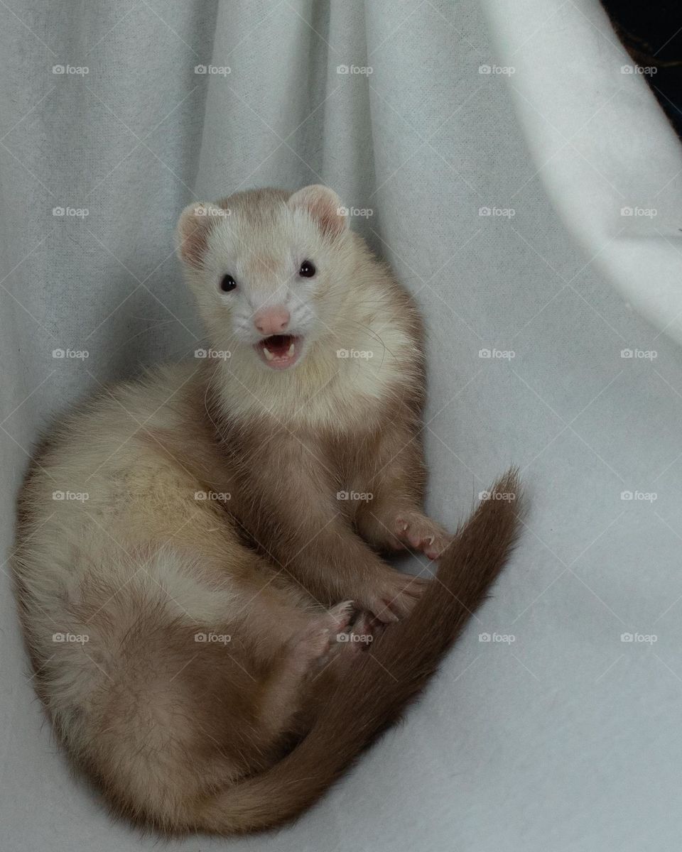 Ferret caught in the act