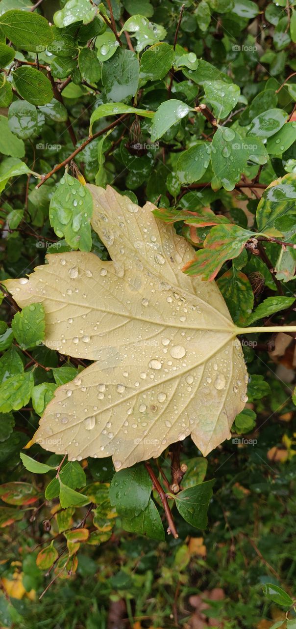 Yellow Leafe with Drops of Water
