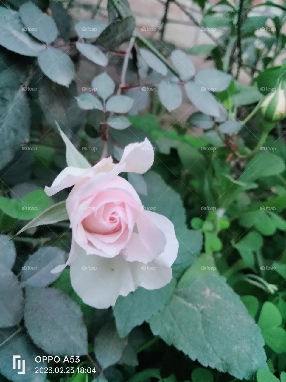 Rose : symbol of culture