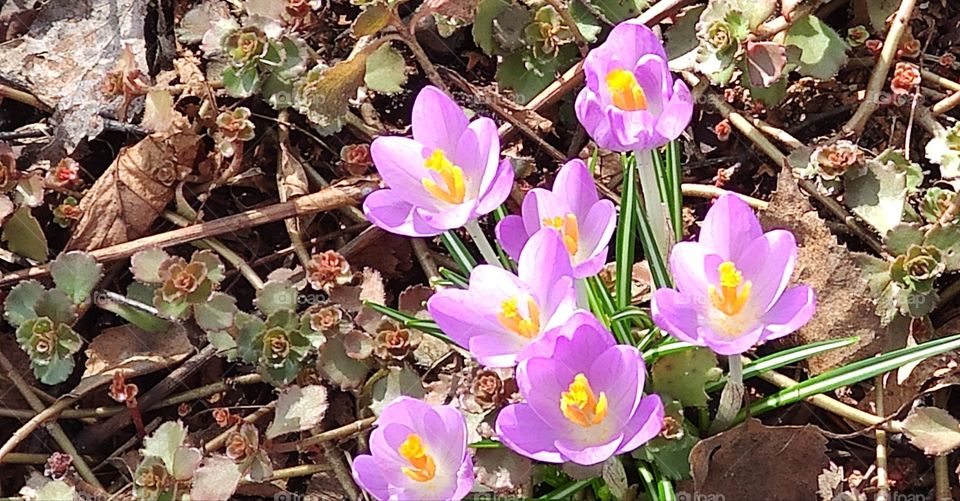 Spring flowers-crocuses, against the backdrop of last year's foliage, sunny day.

￼

￼