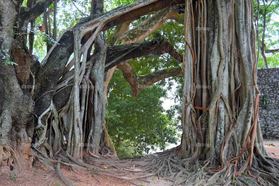 biggest old tree roots