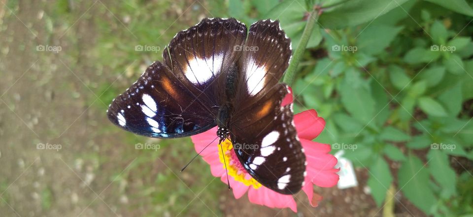 a beautiful butterfly perched on a blooming flower