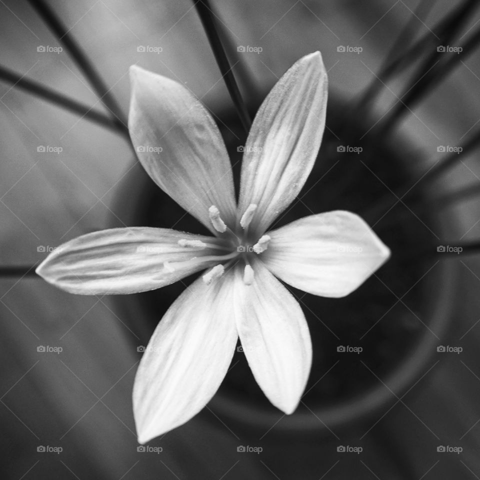 Monochromatic flower