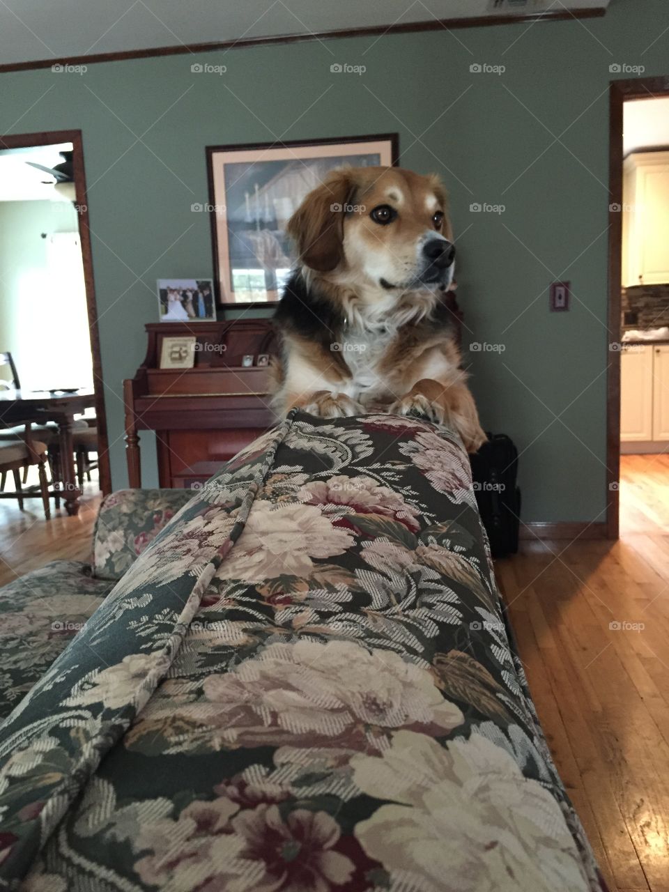 Dog on the couch. Dog sitting on the top of the couch 