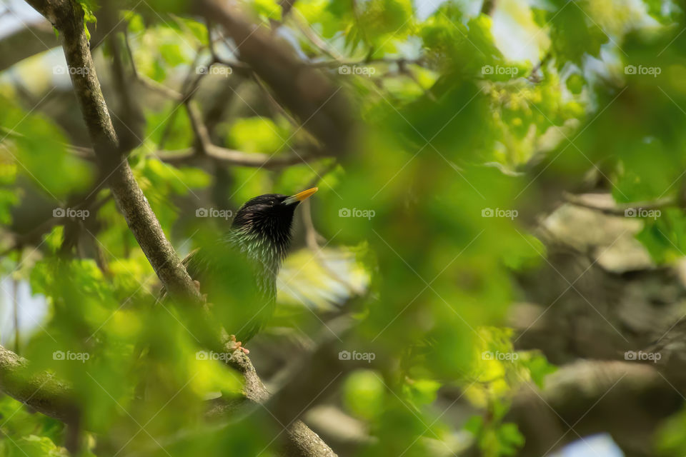 Beautiful blackbird or crow on the tree in my yard in Massachusetts. 