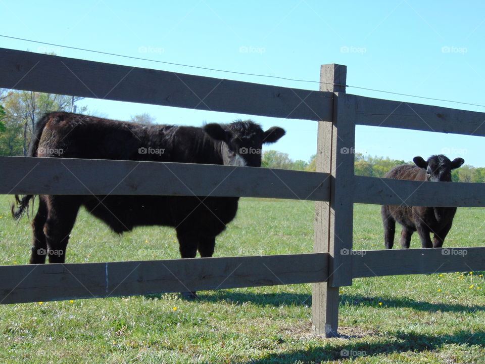 Mammal, Cattle, Agriculture, Livestock, Farm