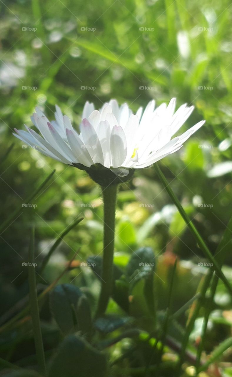 white flower in the jungle is very beautiful