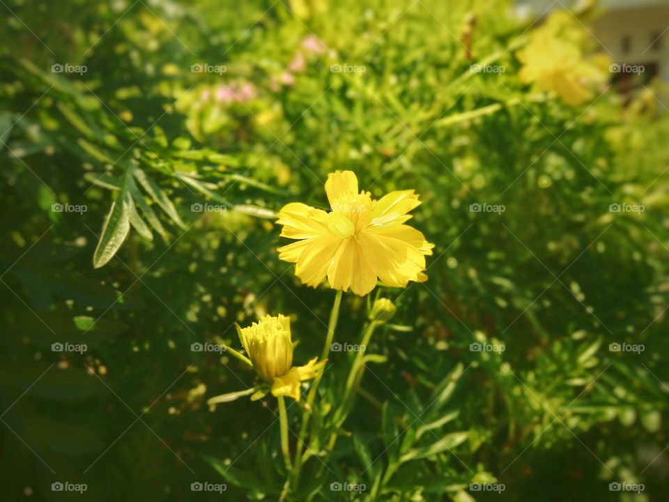 It's beautiful flower under the sun in summer. So many happines in this summer. Spend along time with family to planting some plants, and we just waiting for it. That flower the one of we planted before. Beautiful! Right?!