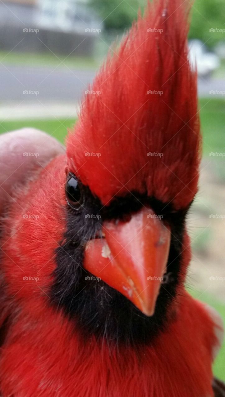 Cardinal Close-up