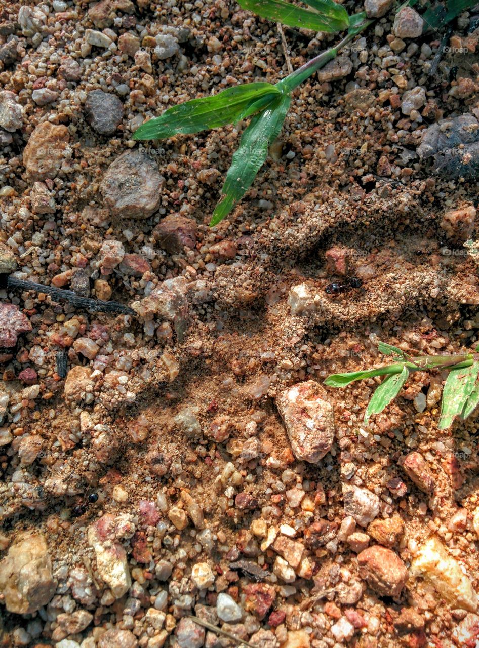 Ants. Ants at ground, Rawai, Phuket