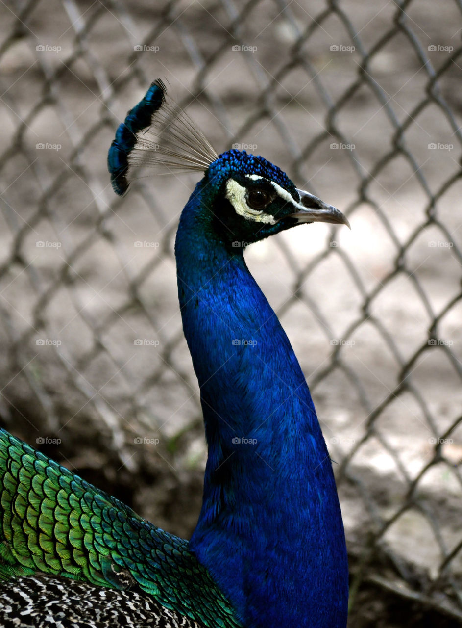 Peacock