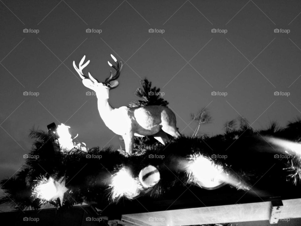 ein Hirsch auf dem Dach ,und etwas abstrakt durch die Scheinwerfer