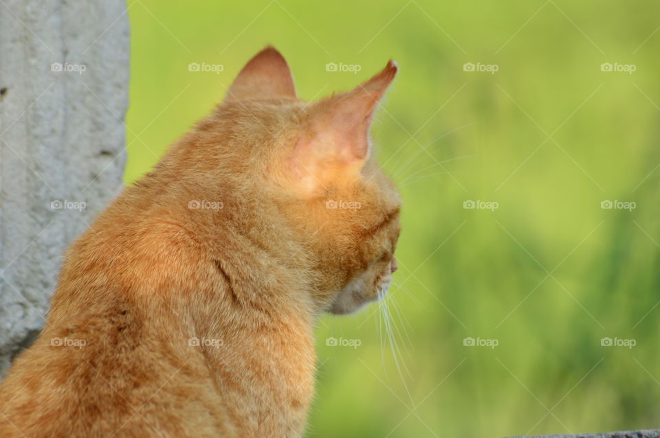 Close-up of orange cat